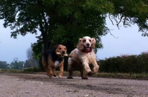 Dog walking with Bert and Bella, playing chase 