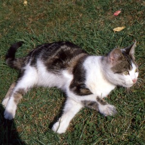 Casper on the lawn